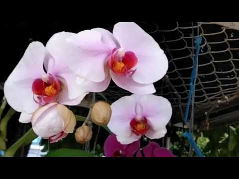 Các loại hoa lan - https://www.youtube.com/watch?v=bCGGq_Z9Q3k