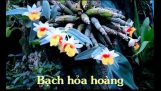 Tên các loài hoa Lan | Orchivi.com