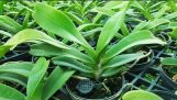 Cách trồng Ngọc Điểm (Nghinh Xuân) đơn giản | Duy Phong Orchid | Orchivi.com