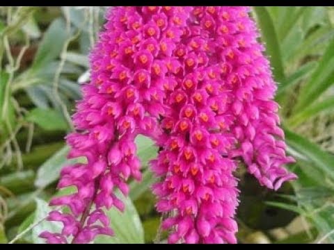 cách trồng hoa lan - https://www.youtube.com/watch?v=78OGYhH3YC8