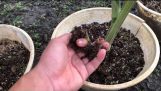 Cách trồng và chăm sóc địa lan Hạc Đỉnh | Orchivi.com