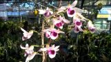 Hoa lan Giả hạc (Phi điệp): Cách trồng, chăm sóc và phân thuốc [HOA LAN NGỌC ANH] | Orchivi.com