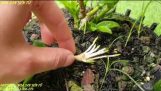 Kỹ thuật trồng Keiki bóc thân vào chậu mới. HOA LAN YÊN TỬ | Orchivi.com