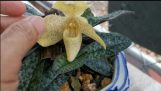 Cách nào trồng lan hài gấm nỡ hoa không? | Orchivi.com