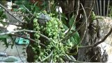 Dischidia Nummularia – Trồng phong lan với lan cúc áo cách trồng lan cộng sinh | Orchivi.com