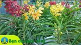 Kinh nghiệm, kỹ thuật trồng và chăm sóc hoa lan Mokara | Orchivi.com