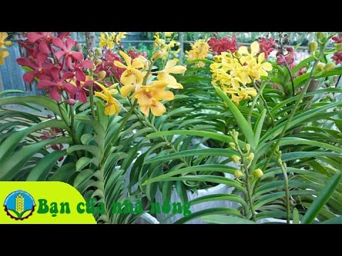 cách trồng hoa lan - https://www.youtube.com/watch?v=oFGVxHMYhCU