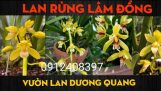 LAN RỪNG LÂM ĐỒNG – Lan Kiếm Vàng Tây Ninh Giá Rẻ-0912408397 | Orchivi.com