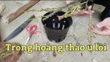 Cách trồng hoàng thảo u lồi của lan rừng Thủy kai | Orchivi.com
