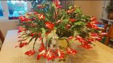 CÁCH CHĂM SÓC ĐỂ CÂY HOA CÀNG CUA CHO NHIỀU BÔNG ( Tiểu quỳnh – Christmas Cactus – Cactus de Noel) | Orchivi.com