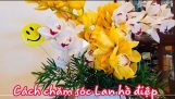 cách chăm sóc hoa lan hồ điệp | Orchivi.com