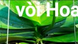Chăm sóc ngồng hoa hồ điệp #HoalanTuyenHa | Orchivi.com