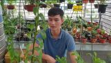 Cách trồng phong lan khỏe mạnh, rể khỏe, thân mập đi ngọn nhanh | Orchivi.com