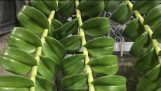 Chia sẻ cách chăm sóc phong lan | Orchivi.com