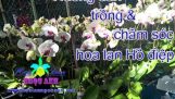 Hướng dẫn trồng và chăm sóc hoa lan Hồ điệp sau khi trưng bày – PHẦN 2 [HOA LAN NGỌC ANH] | Orchivi.com