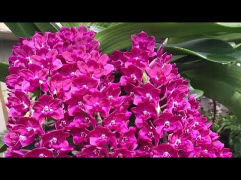 chăm sóc hoa lan - https://www.youtube.com/watch?v=Dc8useE-m_A