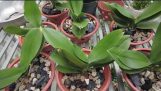 Orchids how to plant and care for | Chăm sóc hoa lan hồ điệp sau tết | Orchivi.com