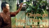 chuyên gia Trồng và chăm sóc phong lan Đai Châu tại TP Ninh Bình | Orchivi.com