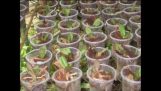 Hướng dẫn trồng chăm sóc hoa lan hồ điệp vào chậu | Orchivi.com