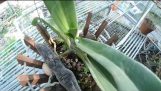 Cách trồng và chăm sóc hoa lan đai trâu , ngọc điểm  rừng sao cho rễ bò xanh chậu ,  Nghia Plaza TV | Orchivi.com