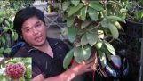 Kỹ thuật trồng CẨM CÙ vào CHẬU | Orchivi.com