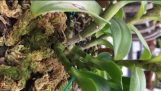 Giao lưu chi sẻ kinh nghiên chăm sóc hoa phong lan của Vườn Lan Phi Điệp | Orchivi.com