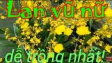 Vũ Nữ- dễ trồng, dễ chăm sóc, hoa đẹp. | Orchivi.com
