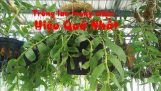Chia sẻ cách trồng lan trong chậu đơn giản và hiệu quả nhất | Orchivi.com
