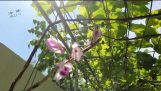 #Hoa Lộc Bắc #Chăm sóc hoa lan #GE #Nắng sớm | Orchivi.com