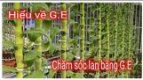 Hiểu về G.E và sử dụng G.E để chăm sóc lan | Orchivi.com