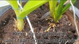 Kiểm tra cây lan kiếm sau 3 tuần trồng và chăm sóc | Orchivi.com
