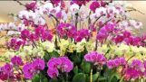 Cách Chăm Sóc Hoa Lan Hồ Điệp , how to growing orchids! | Orchivi.com