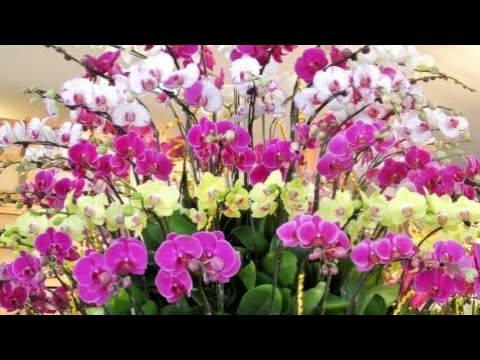 chăm sóc hoa lan - https://www.youtube.com/watch?v=8BBsBWMPAIs