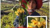 Kỹ thuật trồng và chăm sóc hoa lan tới thành phẩm | Orchivi.com