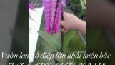 Cách chăm sóc hoa lan hồ điệp ra hoa đúng tết | Orchivi.com