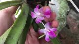 Tốp 5 dòng hoa lan giáng hương dễ trồng dễ chăm sóc | Orchivi.com
