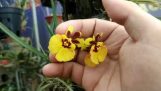 cách chăm sóc hoa phong lan vũ nữ , vũ nữ bút chì, khang uyên orchid TV | Orchivi.com