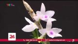 Giá trị thực của hoa lan đột biến | VTV24 | Orchivi.com