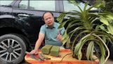 Cách trồng phong lan đuôi chồn. Sơn cầm | Orchivi.com