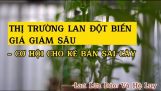 THỊ TRƯỜNG LAN ĐỘT BIẾN VAR GIẢM GIÁ SÂU, Cơ Hội Cho Kẽ Bán Lan Lừa Đảo. | Orchivi.com