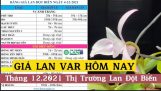 Giá Lan VAR Hôm Nay | Thị Trường Lan Đột Biến VAR 2021 Tháng 12 | Orchivi.com