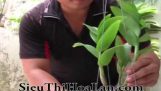 Cách trồng lan DENDRO CÂY LỚN vào CHẬU [MAI HUY] | Orchivi.com