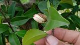 HOA LAN TIÊU | cách trồng và nhân giống cây lan tiêu | Cây Hàm Tiếu,Cây dạ hợp Hương | Orchivi.com
