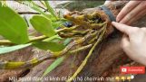 Hướng dẫn cách trồng lan vào thân cây gỗ khô để đạt hiệu quả tốt nhất | Orchivi.com