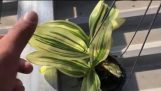 ngắm hoa lan đột biến của Huy nha cả nhà | Orchivi.com