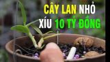 Vào vườn lan triệu đô của người mua 3 cây lan 32 tỷ đồng ở Bình Phước | Orchivi.com