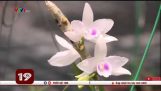 Giá trị thực của hoa lan đột biến | THỜI SỰ 19H VTV | Orchivi.com
