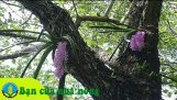 Kinh nghiệm, kỹ thuật trồng, chăm sóc và chơi lan rừng | Orchivi.com