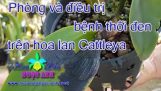 Phòng và điều trị bệnh thối đen trên hoa lan Cattleya [HOA LAN NGỌC ANH] | Orchivi.com