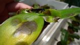Treatment and prevention of rotten diseases for orchids | Lan Lan beauty | Orchivi.com